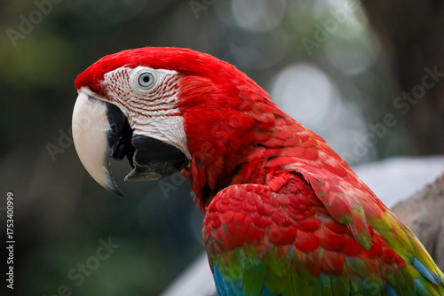Close up head the red macaw parrot bird in garden