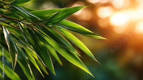 The image captures vibrant bamboo leaves illuminated by gentle sunset light, showcasing their rich green hues and delicate textures in a serene natural setting.