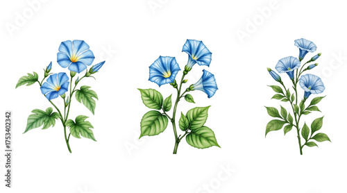 A Vector Botanical illustration of charming blue morning glory flowers. Beautiful collection with isolated art, elegant botanical illustration on white background.