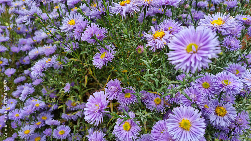 Fototapeta premium chrysanthemum flower bush in a garden. Close-up, selective focus.