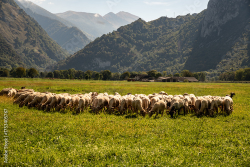 Schafherde am Fusse der Pyrenäen