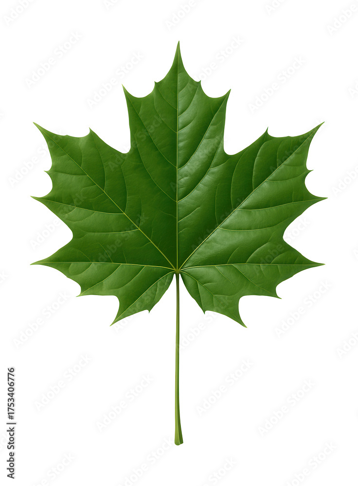 Fototapeta premium Norway maple leaf featuring five lobes and a smooth green surface.