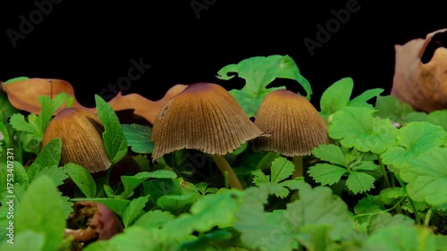 The timelapse shows the process of growth and wilting of an ink mushroom among green grass.