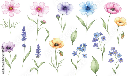 Watercolor Floral Vector Illustration Set: Cosmos, Lavender, Poppies, Forget-Me-Nots, and Leaves on White Background