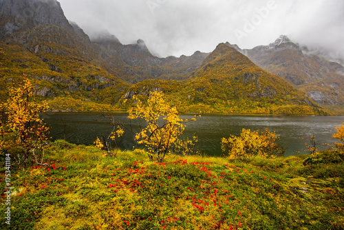 Quadro su tela Autumn landscape in Lofoten Islands, Northern Norway, featuring colorful foliage, and a peaceful fjord
