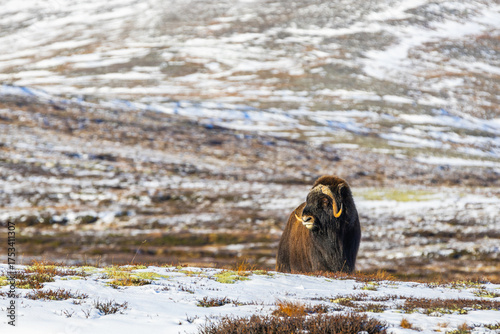 Wallpaper Mural A Musk Ox in Dovrefjell National Park, Norway, surrounded by snow and vegetation, with its impressive horns. Torontodigital.ca