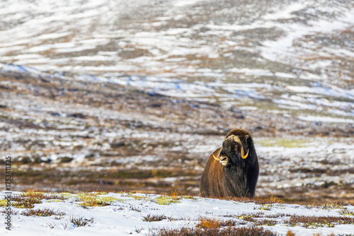 Wallpaper Mural A Musk Ox in Dovrefjell National Park, Norway, surrounded by snow and vegetation, with its impressive horns. Torontodigital.ca