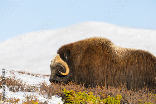 Wallpaper Mural A Musk Ox in Dovrefjell National Park, Norway, surrounded by snow and vegetation, with its impressive horns. Torontodigital.ca