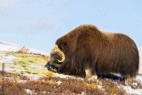 Wallpaper Mural A Musk Ox in Dovrefjell National Park, Norway, surrounded by snow and vegetation, with its impressive horns. Torontodigital.ca