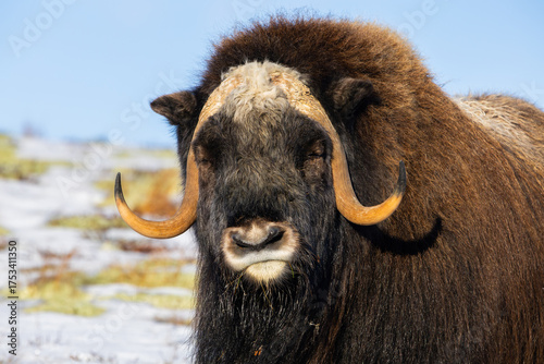 Wallpaper Mural A Musk Ox in Dovrefjell National Park, Norway, surrounded by snow and vegetation, with its impressive horns. Torontodigital.ca