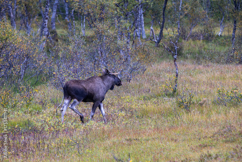 Wallpaper Mural Moose grazing in the wild in Lofoten Islands, Norway, surrounded by autumn vegetation and trees. Torontodigital.ca
