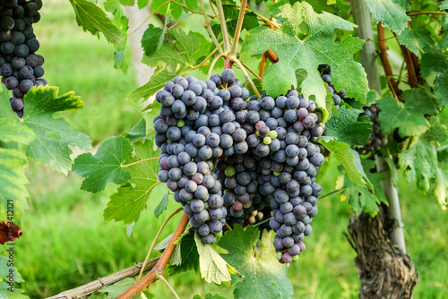 Vineyards waiting for harvest