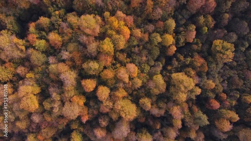 Top down view of a dense forest in Dilijan, Armenia during autumn. Scenic view over the natural landscape. 