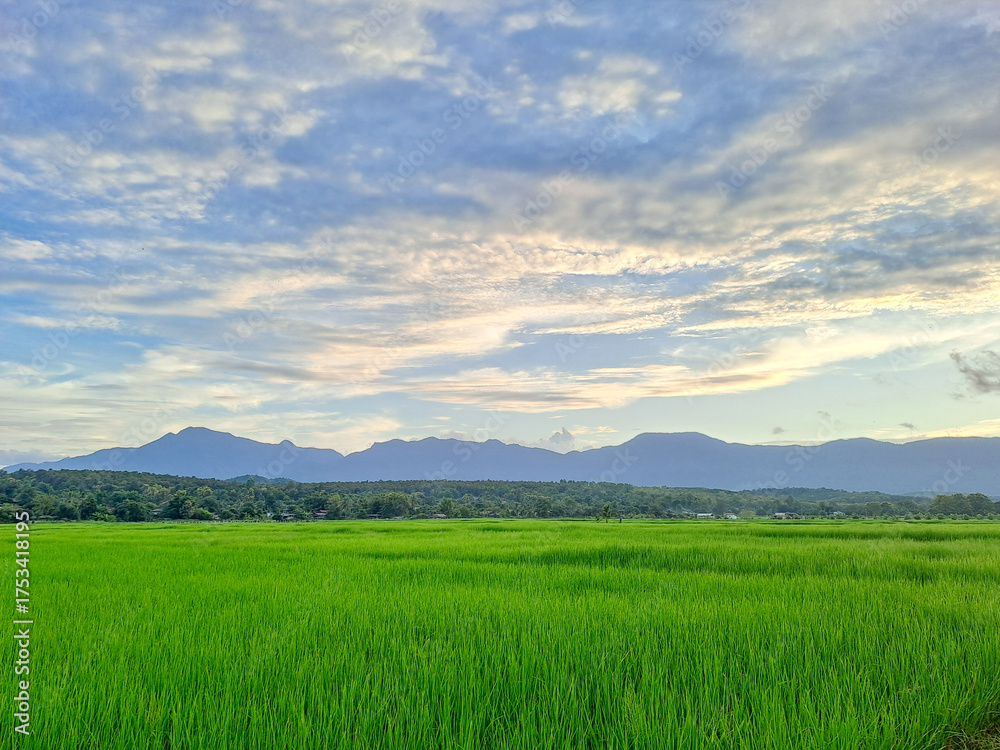Fototapeta premium green field and blue sky
