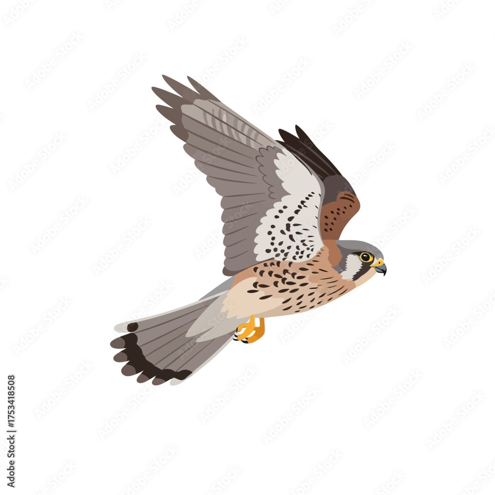 Fototapeta premium American Kestrel Vector Illustration in Flight on White Background