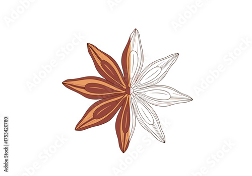 A beautiful star anise spice with half a colorful illustration and half a line drawing on a white background.