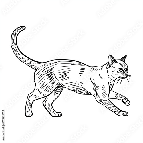 A sketch of a walking domestic cat with a slender body and long tail. The cat has distinct markings and an alert expression, showcasing its graceful movement.
