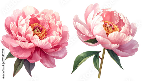Two variations of blooming peony flowers isolated on transparent background