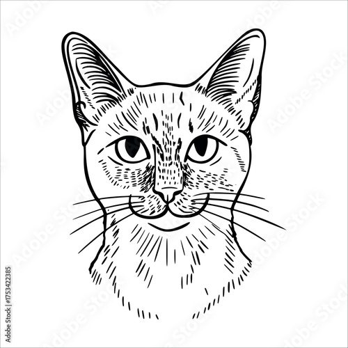 A detailed line drawing of a domestic cat's face. The cat has large eyes, a prominent nose, and distinct whiskers. Its fur is illustrated with fine lines.