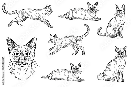 A collection of hand-drawn sketches of cats in various poses. The cats are depicted in a realistic style, showcasing their features and movements.