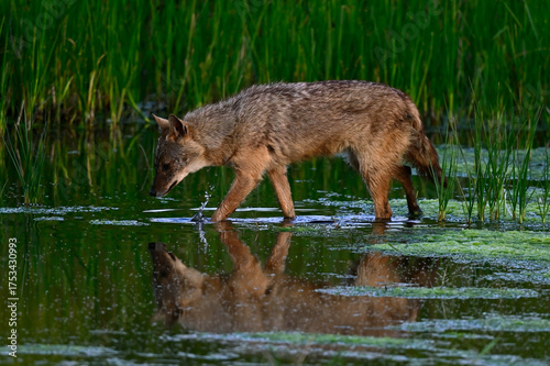 European jackal // Europäischer Goldschakal (Canis aureus moreoticus)