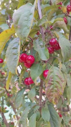 Paradise apple fruit on the tree Apple tree Nedzwiecki. Fruits and leaves sway in the wind.