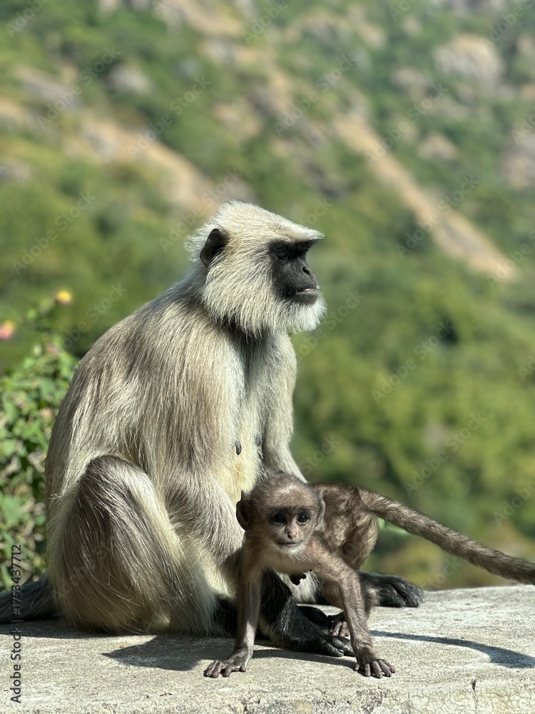 Obraz premium Sitting monkey 