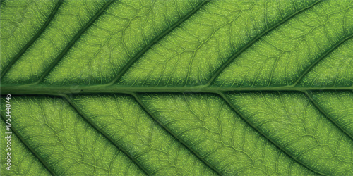Macro photograph of a vibrant green leaf showcasing intricate vein patterns