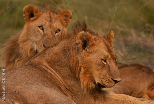 Closeup of male lions seperated from Rongai pride relaxing at Masai Mara, Kenya. Selective focus on the front lion.