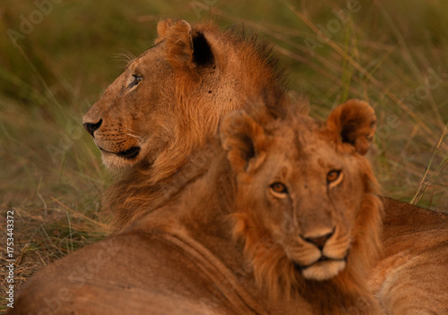 A pair of male lions seperated from Rongai pride relaxing at Masai Mara, Kenya. selective focus on the back
