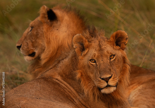 Male lions from Rongai pride relaxing at Masai Mara, Kenya