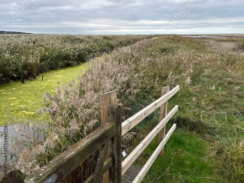 Beautiful landscape of nature reserve marshland with grasses fencing and algae colour water rivelet streams conservation coast area for wildlife in Cley Norfolk uk with grey Autumn sky walk to beach