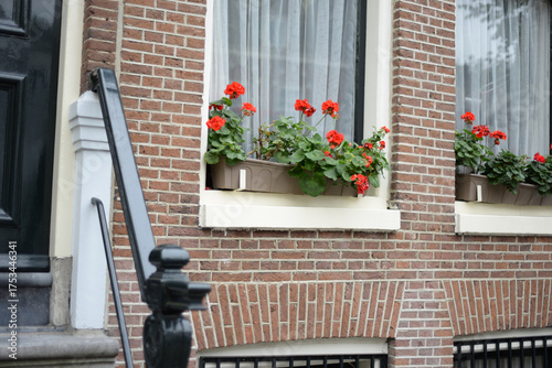 Canvas Print A brick wall of a traditional Amsterdam house with white curtains and vibrant red geraniums in window boxes