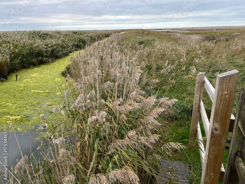 Beautiful landscape of nature reserve marshland with grasses fencing and algae colour water rivelet streams conservation coast area for wildlife in Cley Norfolk uk with grey Autumn sky walk to beach