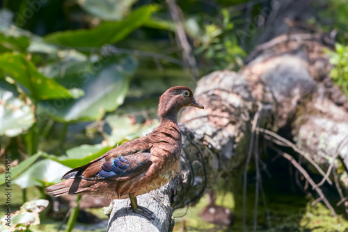 Female Wood duck. Beaver marsh. Cuyahoga Valley National Park