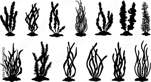 Set of algae, sea grass, underwater seaweed plants. Vector illustration design elements collection on a white background.