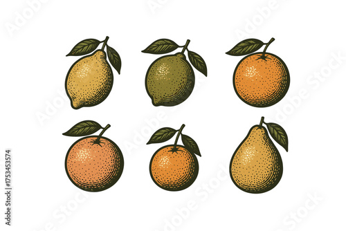 Vintage citrus illustrations: lemons, limes, oranges, and pears on white background.Colorful icons set illustrated