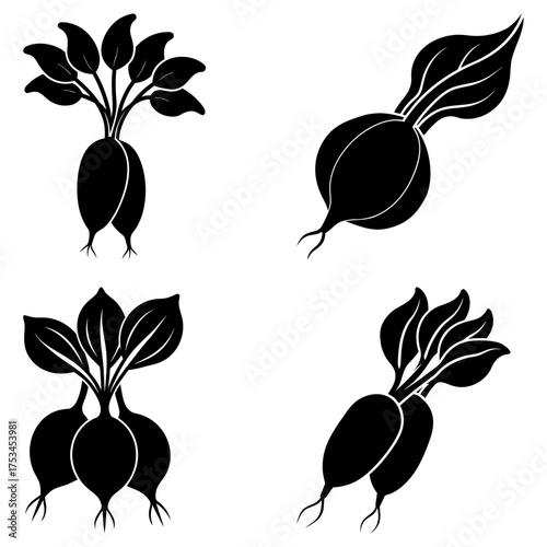 Illustration showing four different arrangements of black radish vegetables with leaves and roots