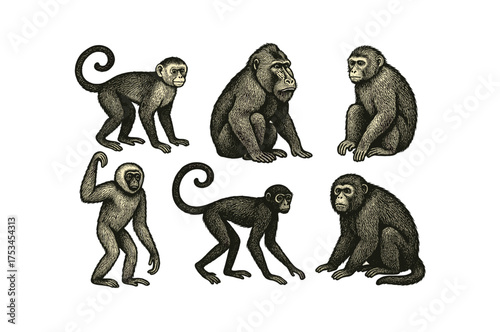 Detailed illustrations of various monkeys in different poses on a white background.Colorful icons set illustrated