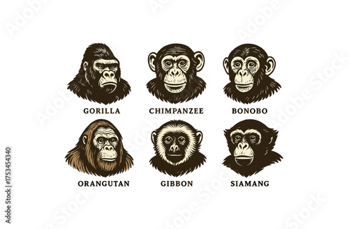 Illustrated faces of gorillas, chimpanzees, bonobos, orangutans, gibbons, and siamangs.Colorful icons set illustrated