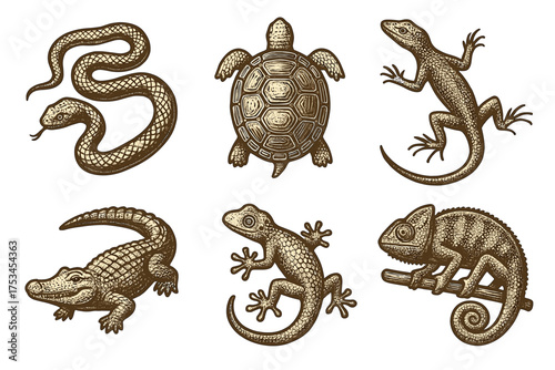 Detailed illustrations of various reptiles and a tortoise.Colorful icons set illustrated