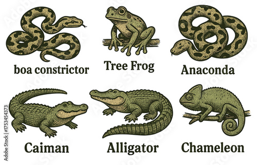 Detailed illustrations of boa constrictor, tree frog, anaconda, caiman, alligator, chameleon.Colorful icons set illustrated