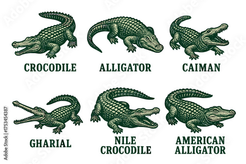 Illustrated comparison: crocodile, alligator, caiman, gharial, nile crocodile, american alligator.Colorful icons set illustrated