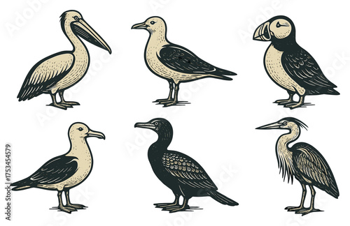 Vintage bird illustrations: pelican, gull, puffin, albatross, cormorant, heron.Colorful icons set illustrated