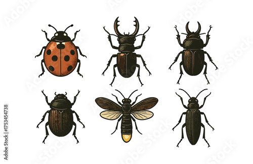 Detailed illustration of diverse insects including ladybug and beetles.Colorful icons set illustrated