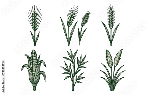 Illustration of cereal grains and plants: wheat, corn, and bamboo drawings.Colorful icons set illustrated