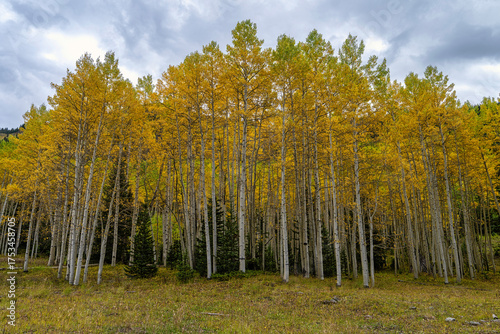 Aspen in the fall