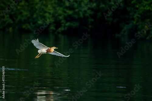 Javan pond heron flying on a tree
