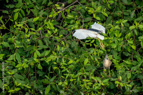 Javan pond heron flying on a tree