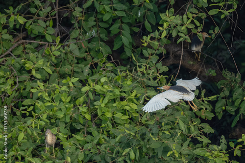Javan pond heron flying on a tree